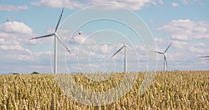 Wheat Field against Windmills