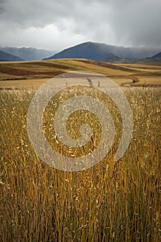 Wheat field with agricultural background in the mountains of Peru during golden hour