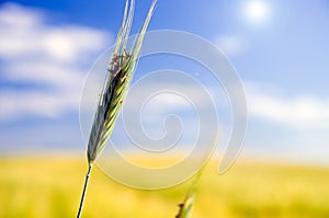 Wheat field. Agriculture