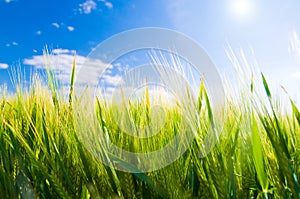 Wheat field. Agriculture