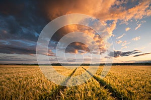 Wheat field. Agriculture