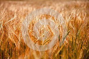 Wheat field, Agriculture, farming, agronomy, industry concept