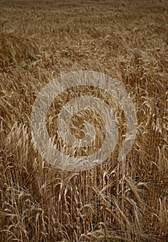 Wheat field agriculture nature meadow growing food