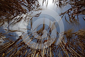 Wheat field agriculture nature meadow growing food