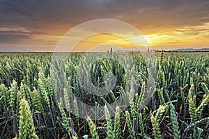 Pšeničné pole - Zemědělství
