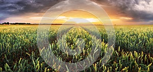 Pšeničné pole - Poľnohospodárstvo