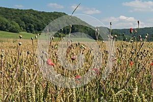 Wheat field on the Alb