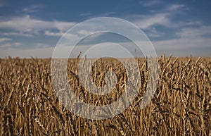 Wheat field in Alberta photo