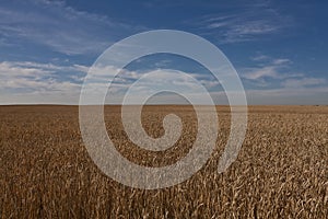 Wheat field in Alberta - Canada