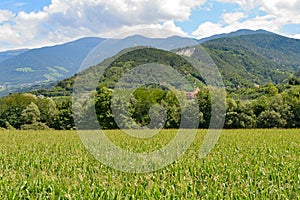 Wheat Field On The Alps