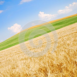 Wheat field angled