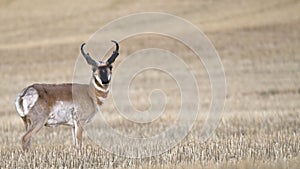 Wheat Field Antelope 2-2-2