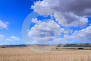 Wheat field in Apulia, Italy.