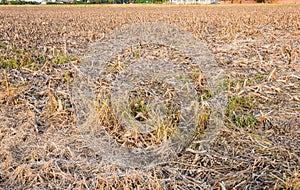 A wheat field in the autumn