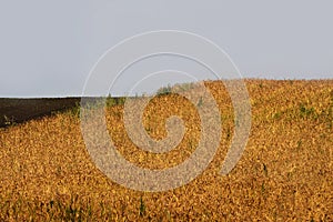 Wheat field in autumn against a cloudy sky. Eastern Siberia, Russia