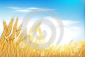 Wheat field, autumn farm sunrise with blue sky. Sun on oats, rye ear harvest, golden grain food flour, sunset scenery