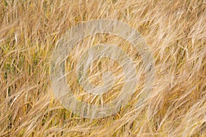 Wheat field background.