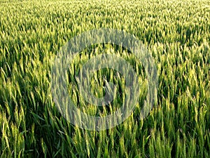 Wheat Field Background