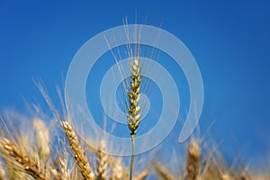 Wheat field on the background