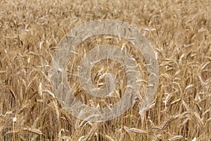 Wheat field background