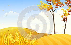 Wheat field background, autumn harvest landscape