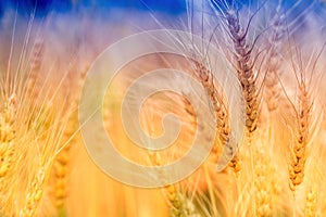 Wheat field for background