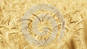 Wheat field background, ears with grains. Agriculture.