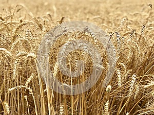 Wheat field background golden yellow natural seasonal agriculture concept