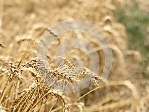 Wheat field background golden yellow natural seasonal agriculture concept