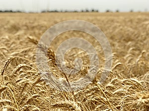 Wheat field background golden yellow natural seasonal agriculture concept