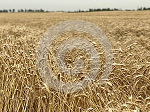 Wheat field background golden yellow natural seasonal agriculture concept