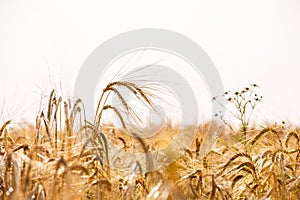 Wheat field. Background of ripening ears of meadow wheat field.