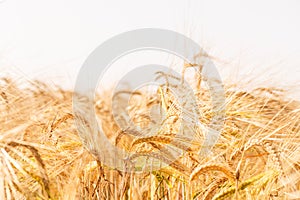 Wheat field. Background of ripening ears of meadow wheat field.