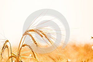 Wheat field. Background of ripening ears of meadow wheat field.