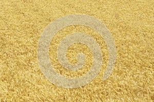 Wheat field background texture in summer