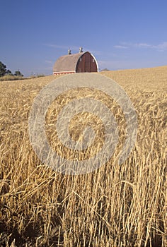 A wheat field and barn in Southeast WA photo