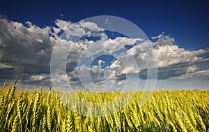 Wheat field