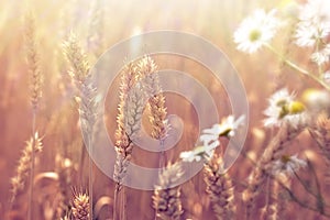 Wheat field - beautiful nature