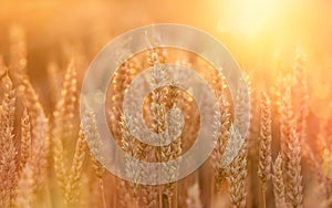 Wheat field - beautiful wheat field in late afternoon lit by sunlight