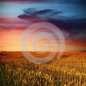 Wheat field and beauty clouds in sunset time