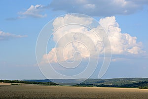 Wheat field and big fluffy cloud in the sky. Summer rural landscape