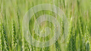 Wheat in a field blowing in wind. Wheat growing, farming and agriculture concept.