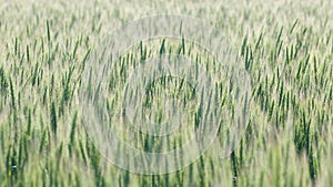 Wheat in a field blowing in wind. Wheat growing, farming and agriculture concept.