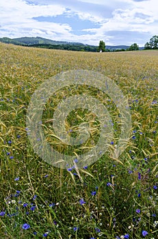 Wheat field with blue cornflowers