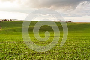 Wheat field with blue skies, clouds. Nature Landscape. Rural Scenery in Ukraine. Rich harvest Concept.