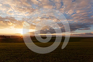 Wheat field with blue skies, clouds. Nature Landscape. Rural Scenery in Ukraine. Rich harvest Concept.