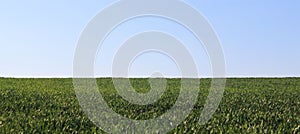 wheat field and blue sky