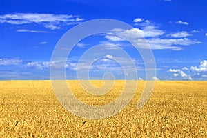 Wheat field with blue sky