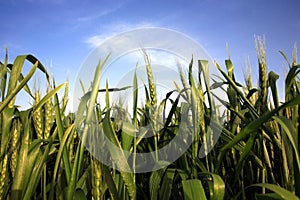 Wheat Field and Blue Sky