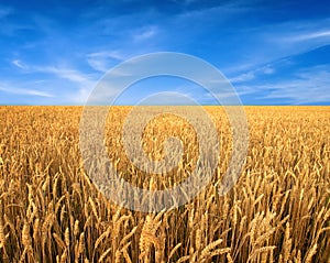 Wheat field and blue sky as background